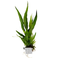 Microsorum pteropus 008 CLP